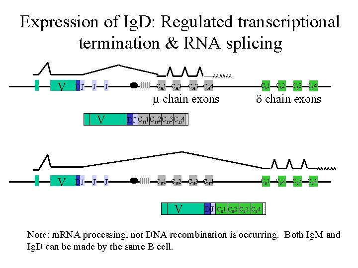 Expression of Ig. D: Regulated transcriptional termination & RNA splicing AAAAAA V DJ J