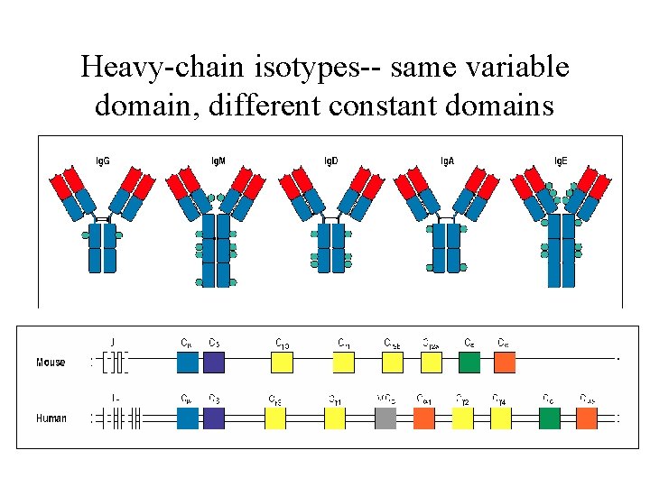 Heavy-chain isotypes-- same variable domain, different constant domains 