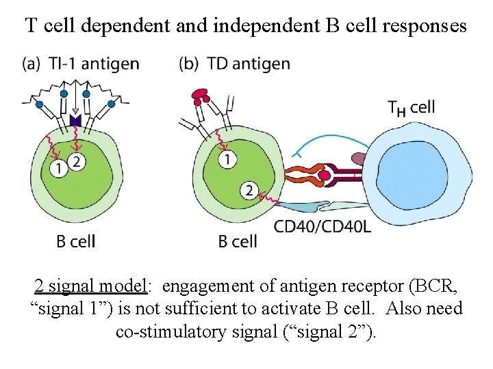 T cell dependent and independent B cell responses 2 signal model: engagement of antigen