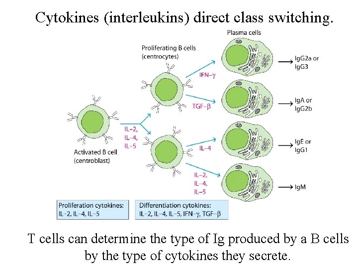 Cytokines (interleukins) direct class switching. T cells can determine the type of Ig produced