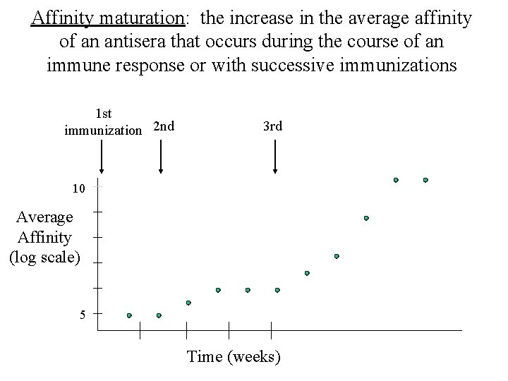 Affinity maturation: the increase in the average affinity of an antisera that occurs during