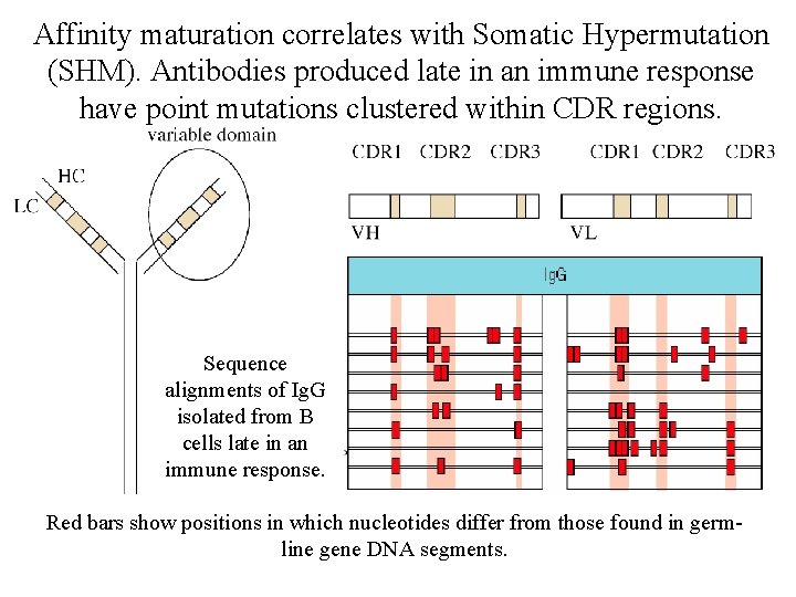 Affinity maturation correlates with Somatic Hypermutation (SHM). Antibodies produced late in an immune response