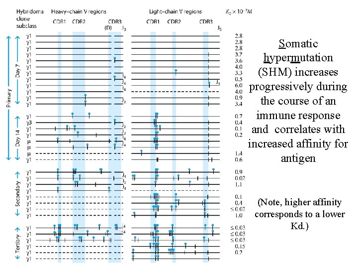 Somatic hypermutation (SHM) increases progressively during the course of an immune response and correlates