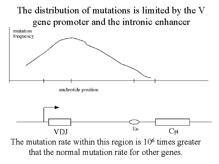 The distribution of mutations is limited by the V gene promoter and the intronic