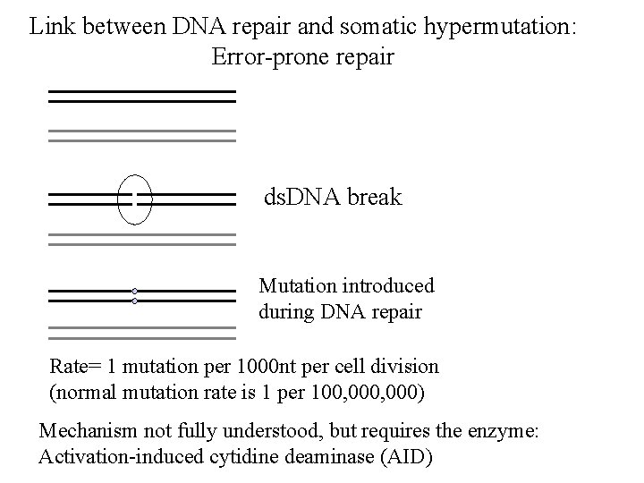 Link between DNA repair and somatic hypermutation: Error-prone repair ds. DNA break Mutation introduced