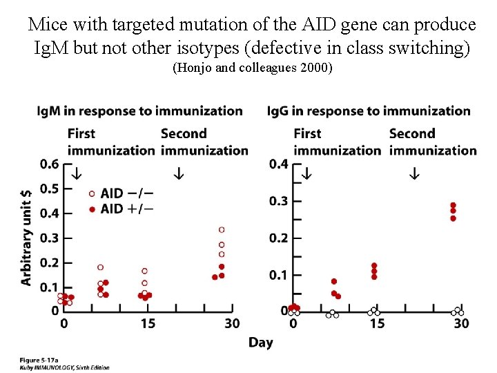 Mice with targeted mutation of the AID gene can produce Ig. M but not