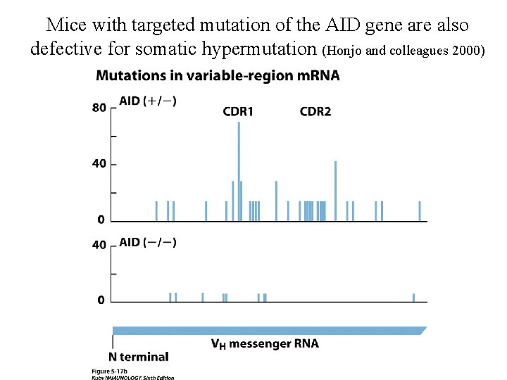 Mice with targeted mutation of the AID gene are also defective for somatic hypermutation