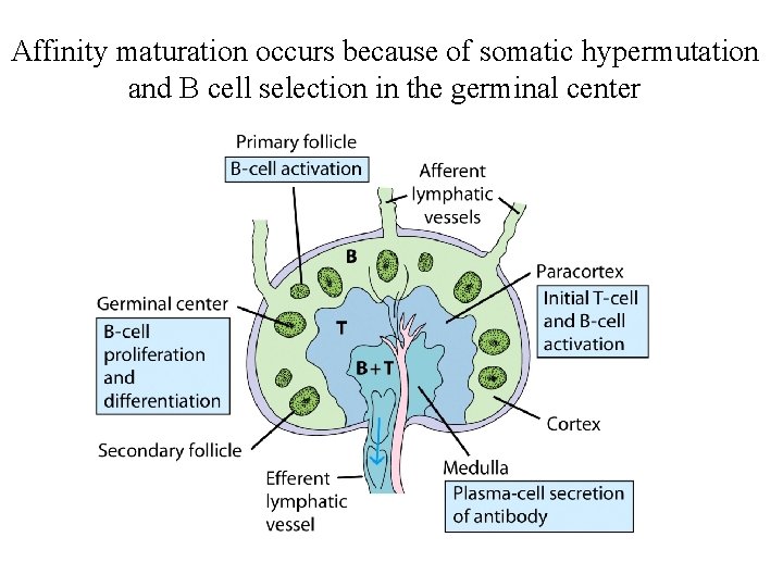 Affinity maturation occurs because of somatic hypermutation and B cell selection in the germinal