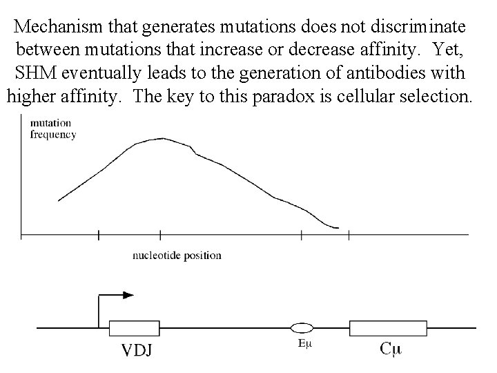 Mechanism that generates mutations does not discriminate between mutations that increase or decrease affinity.