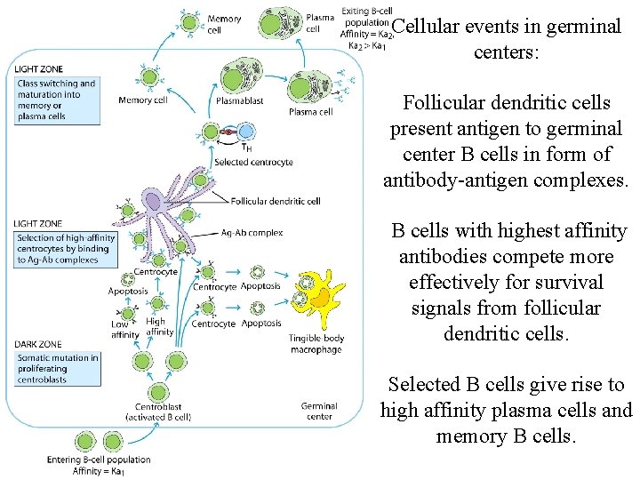 Cellular events in germinal centers: Follicular dendritic cells present antigen to germinal center B