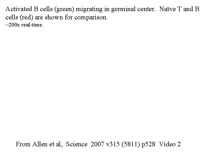 Activated B cells (green) migrating in germinal center. Naïve T and B cells (red)