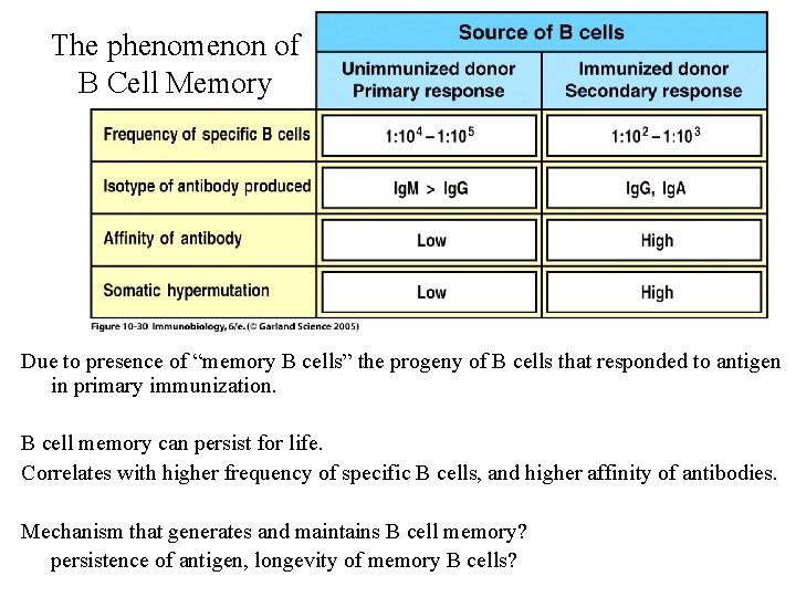 The phenomenon of B Cell Memory Due to presence of “memory B cells” the