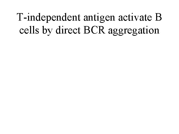 T-independent antigen activate B cells by direct BCR aggregation 