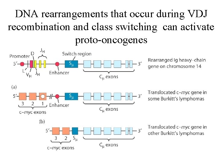 DNA rearrangements that occur during VDJ recombination and class switching can activate proto-oncogenes 