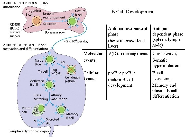 B Cell Development Antigen-independent phase (bone marrow, fetal liver) Antigendependent phase (spleen, lymph node)