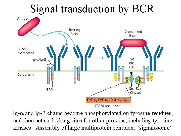 Signal transduction by BCR Ig- and Ig-b chains become phosphorylated on tyrosine residues, and