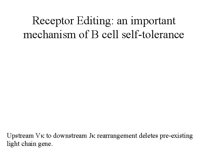 Receptor Editing: an important mechanism of B cell self-tolerance Upstream Vk to downstream Jk