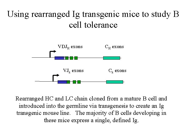 Using rearranged Ig transgenic mice to study B cell tolerance VDJH exons VJk exons