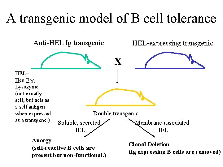 A transgenic model of B cell tolerance Anti-HEL Ig transgenic HEL-expressing transgenic X HEL=