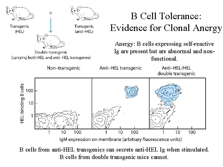 B Cell Tolerance: Evidence for Clonal Anergy: B cells expressing self-reactive Ig are present