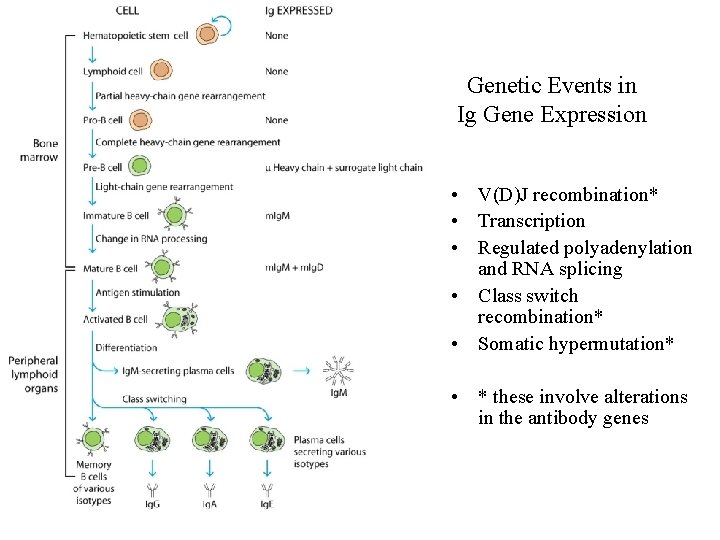Genetic Events in Ig Gene Expression • V(D)J recombination* • Transcription • Regulated polyadenylation