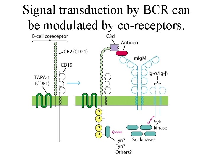 Signal transduction by BCR can be modulated by co-receptors. 