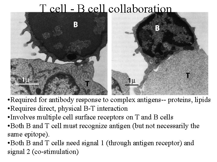 T cell - B cell collaboration • Required for antibody response to complex antigens--