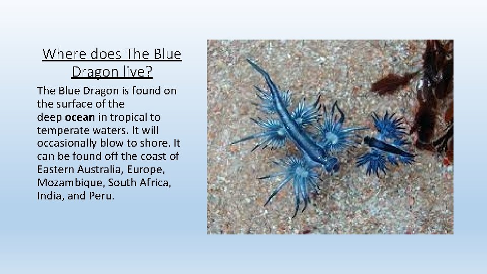 Where does The Blue Dragon live? The Blue Dragon is found on the surface