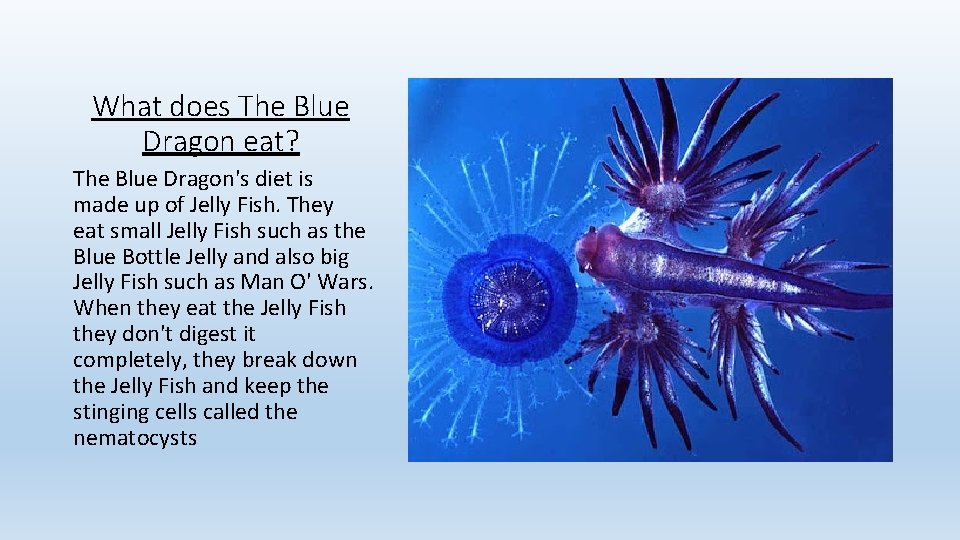 What does The Blue Dragon eat? The Blue Dragon's diet is made up of