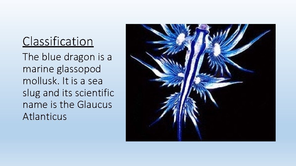 Classification The blue dragon is a marine glassopod mollusk. It is a sea slug