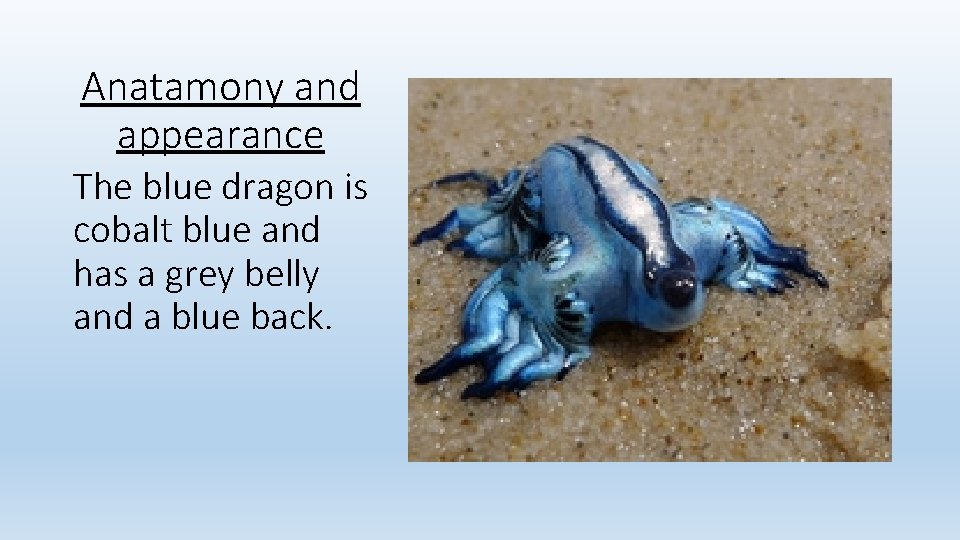 Anatamony and appearance The blue dragon is cobalt blue and has a grey belly