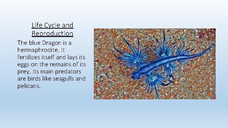 Life Cycle and Reproduction The blue Dragon is a hermaphrodite. It fertilizes itself and