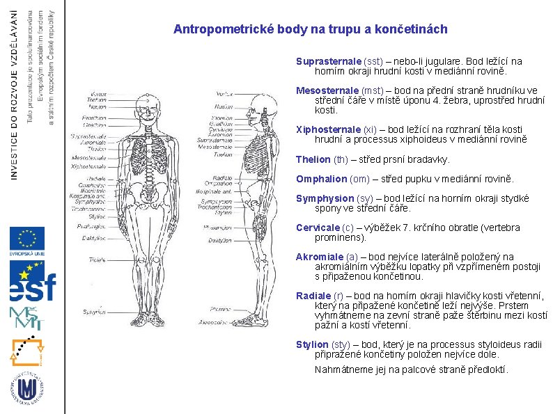 Antropometrické body na trupu a končetinách Suprasternale (sst) – nebo-li jugulare. Bod ležící na