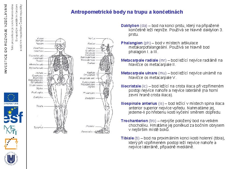 Antropometrické body na trupu a končetinách Daktylion (da) – bod na konci prstu, který