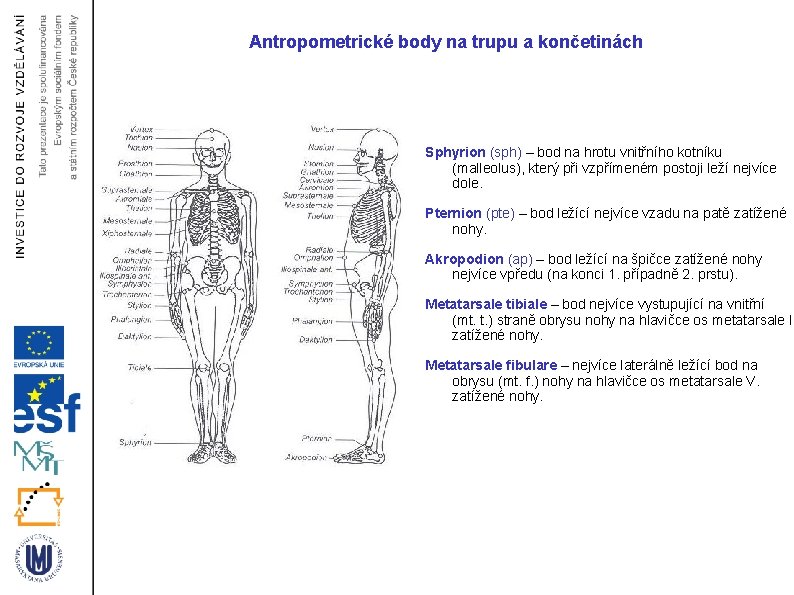 Antropometrické body na trupu a končetinách Sphyrion (sph) – bod na hrotu vnitřního kotníku