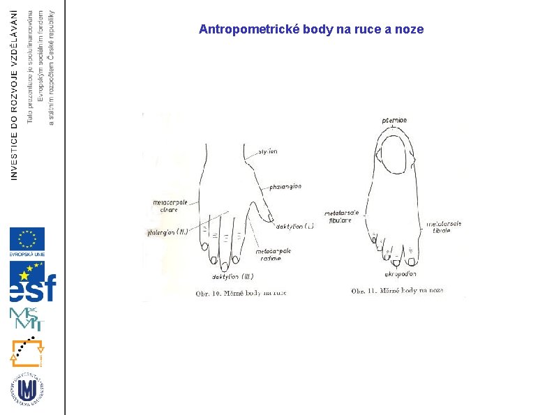 Antropometrické body na ruce a noze 