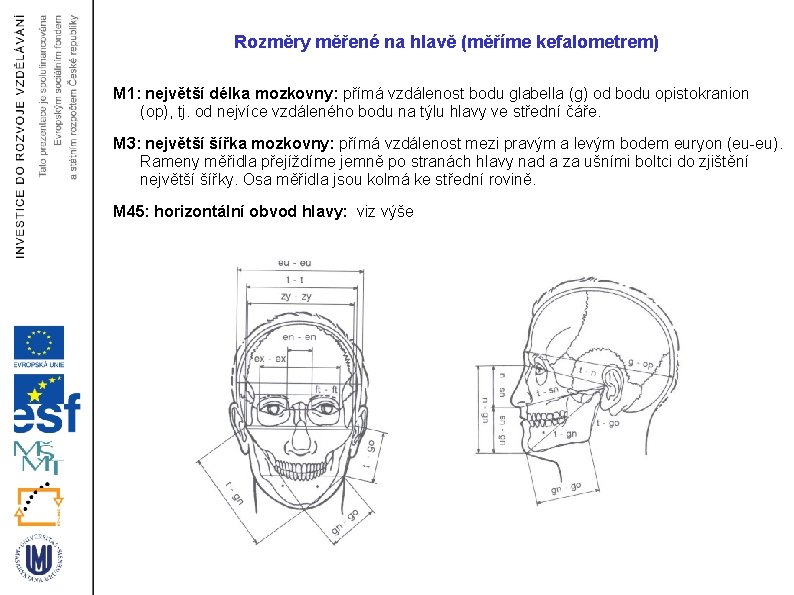 Rozměry měřené na hlavě (měříme kefalometrem) M 1: největší délka mozkovny: přímá vzdálenost bodu