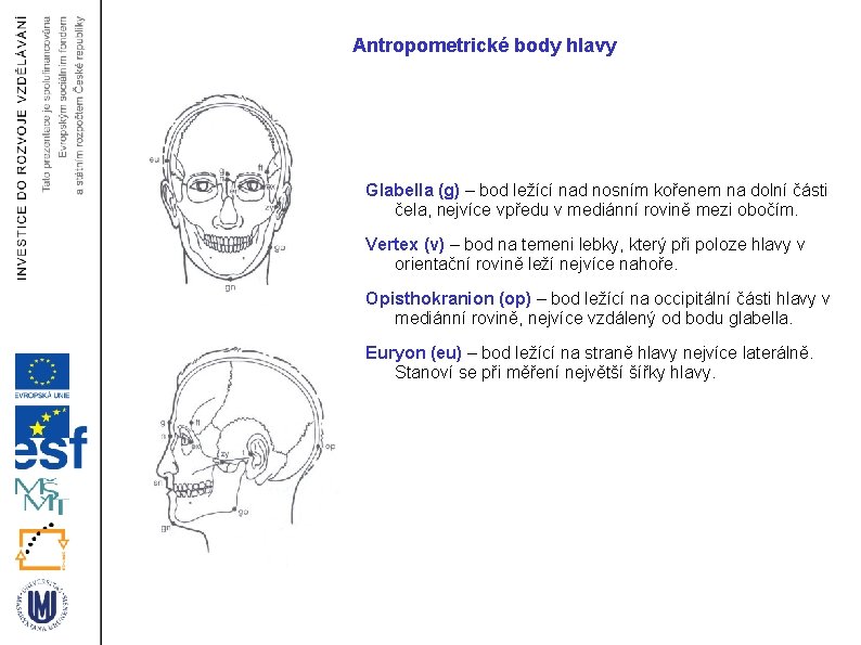 Antropometrické body hlavy Glabella (g) – bod ležící nad nosním kořenem na dolní části