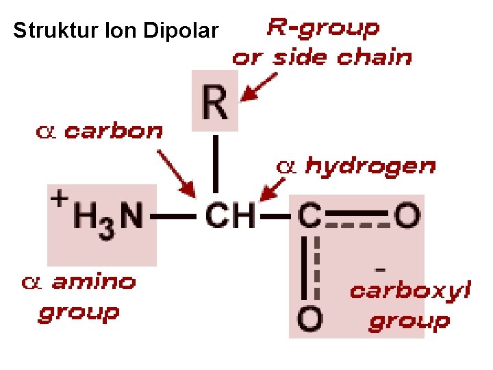 Struktur Ion Dipolar Bagian Kimia Pangan - Dept ITP 210 Kimia Pangan 