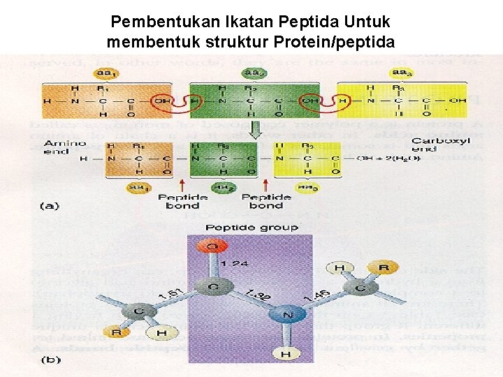 Pembentukan Ikatan Peptida Untuk membentuk struktur Protein/peptida Bagian Kimia Pangan - Dept ITP 210