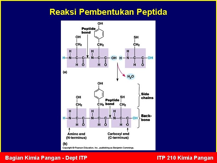 Reaksi Pembentukan Peptida Bagian Kimia Pangan - Dept ITP 210 Kimia Pangan 