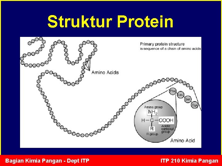 Struktur Protein Bagian Kimia Pangan - Dept ITP 210 Kimia Pangan 