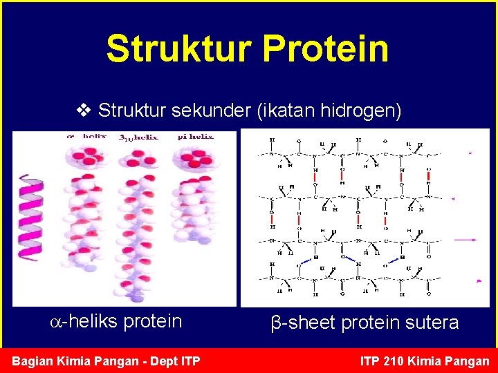 Struktur Protein v Struktur sekunder (ikatan hidrogen) -heliks protein Bagian Kimia Pangan - Dept