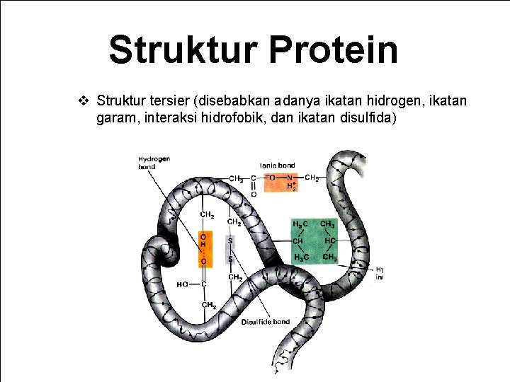 Struktur Protein v Struktur tersier (disebabkan adanya ikatan hidrogen, ikatan garam, interaksi hidrofobik, dan