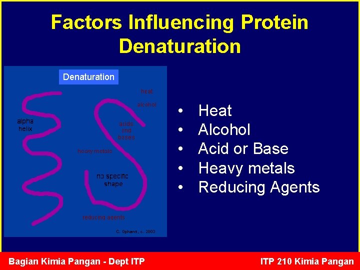 Factors Influencing Protein Denaturation • • • Bagian Kimia Pangan - Dept ITP Heat