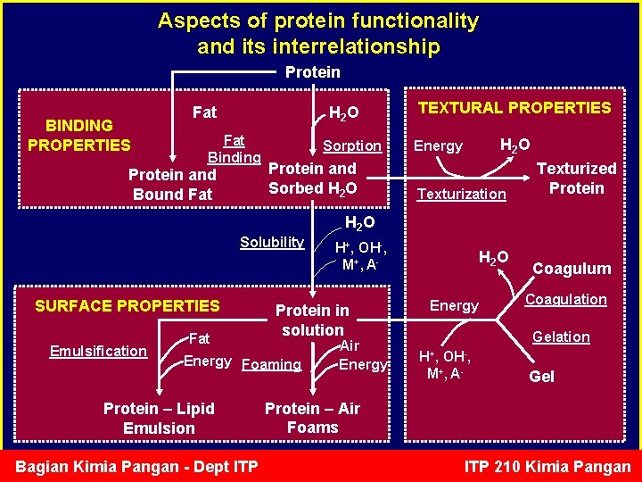 Aspects of protein functionality and its interrelationship Protein BINDING PROPERTIES Fat H 2 O