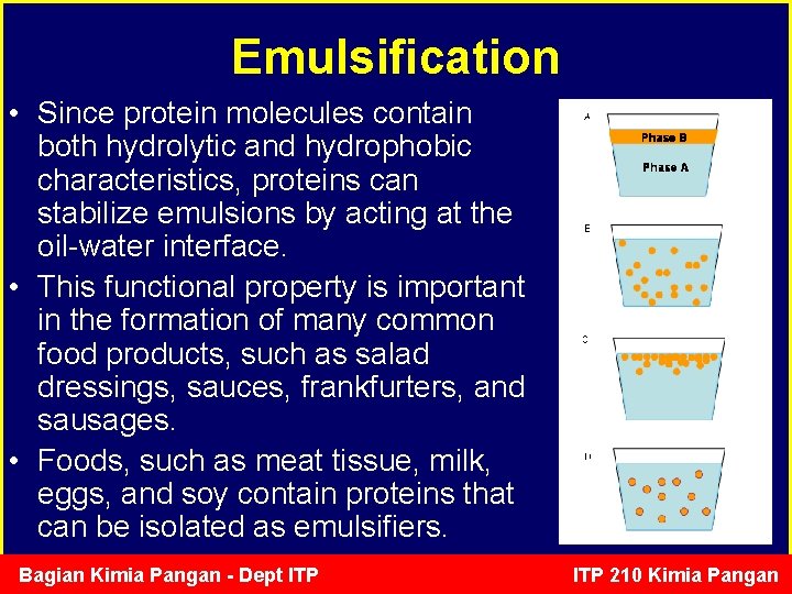 Emulsification • Since protein molecules contain both hydrolytic and hydrophobic characteristics, proteins can stabilize