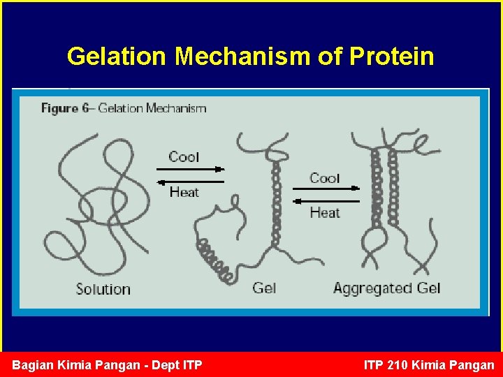 Gelation Mechanism of Protein Bagian Kimia Pangan - Dept ITP 210 Kimia Pangan 