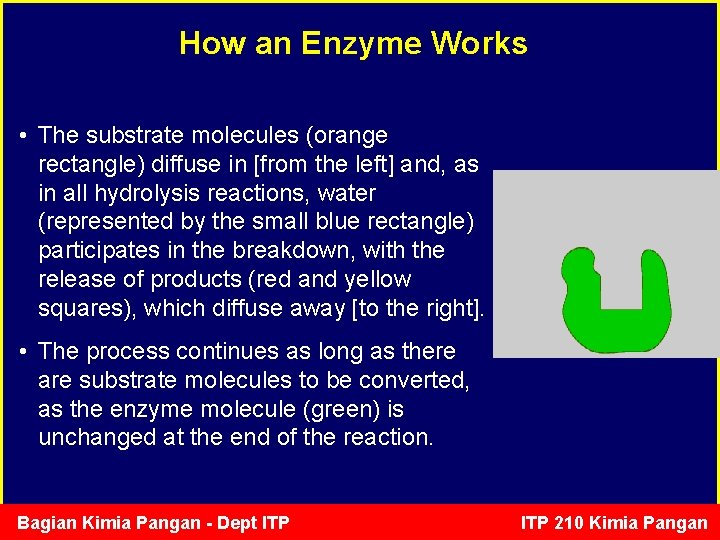 How an Enzyme Works • The substrate molecules (orange rectangle) diffuse in [from the