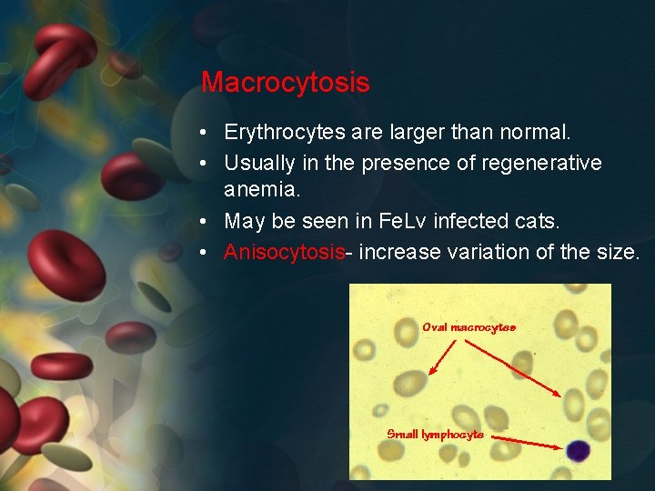 Macrocytosis • Erythrocytes are larger than normal. • Usually in the presence of regenerative